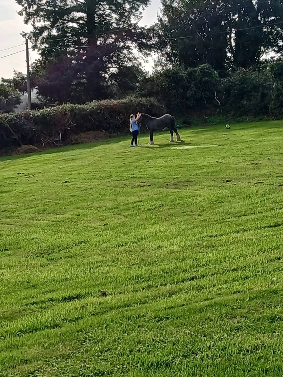 Colt foal - Image 3