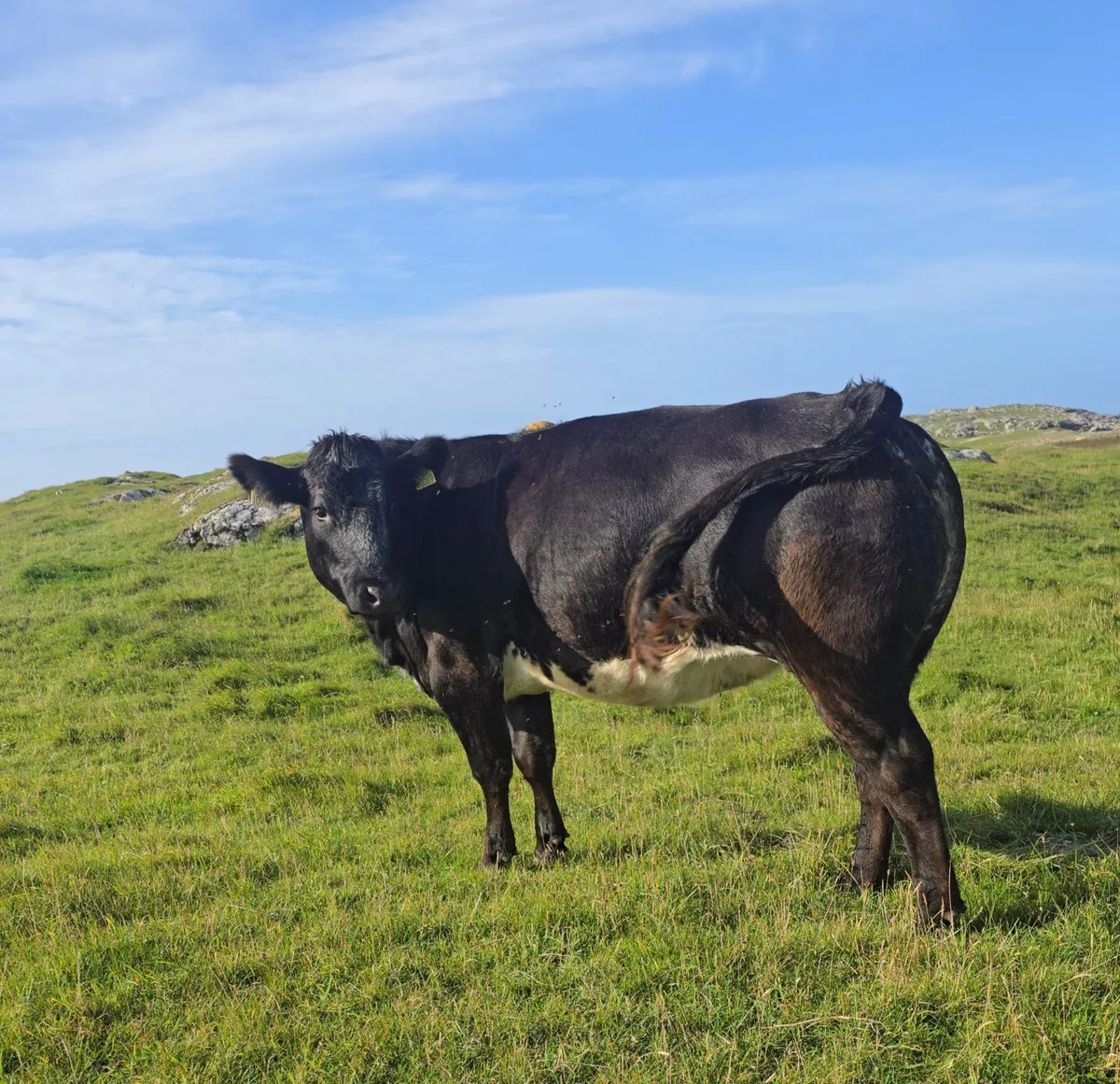 Super Springing Heifer - Image 1