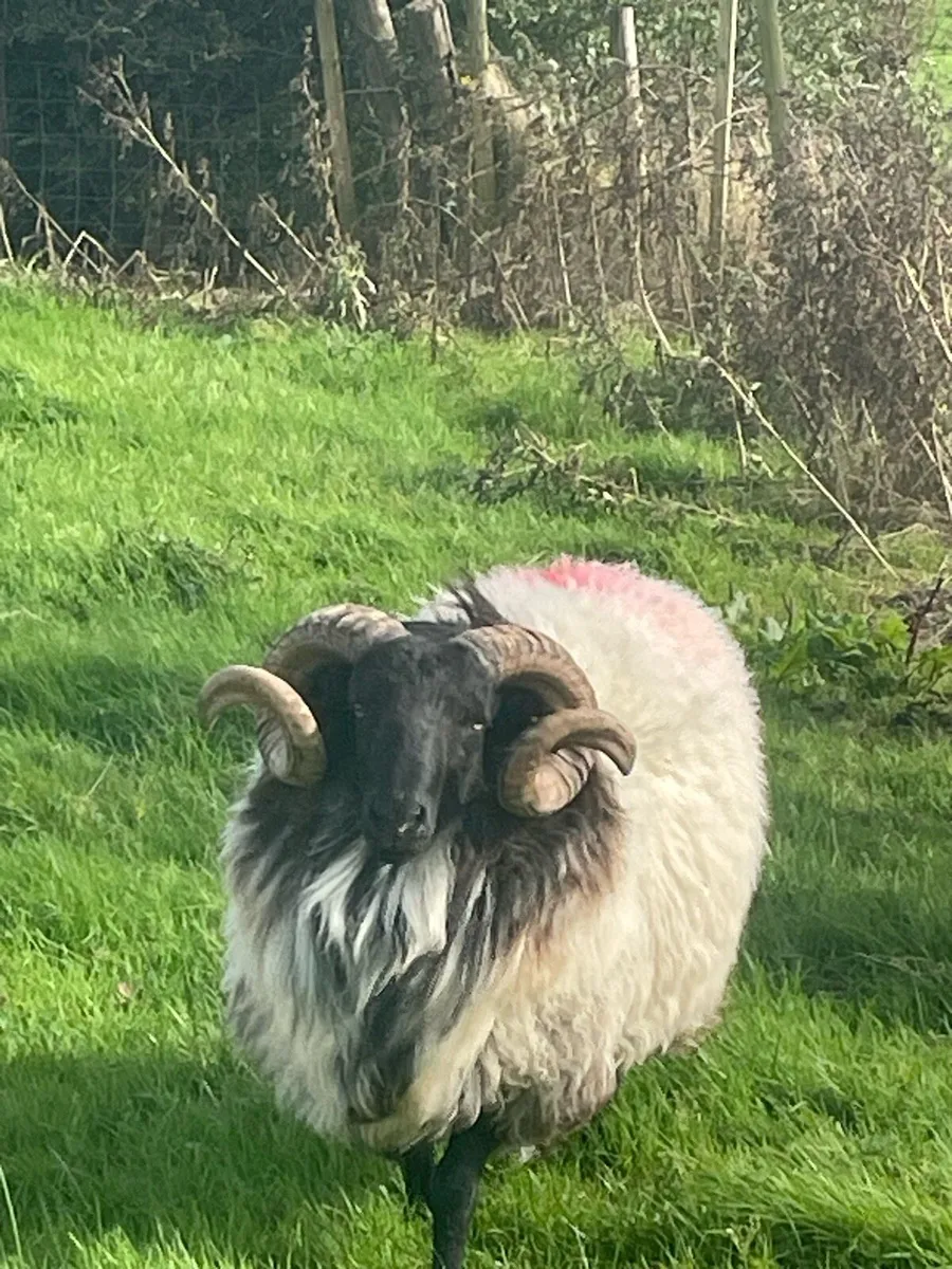 Hoggets - Image 2