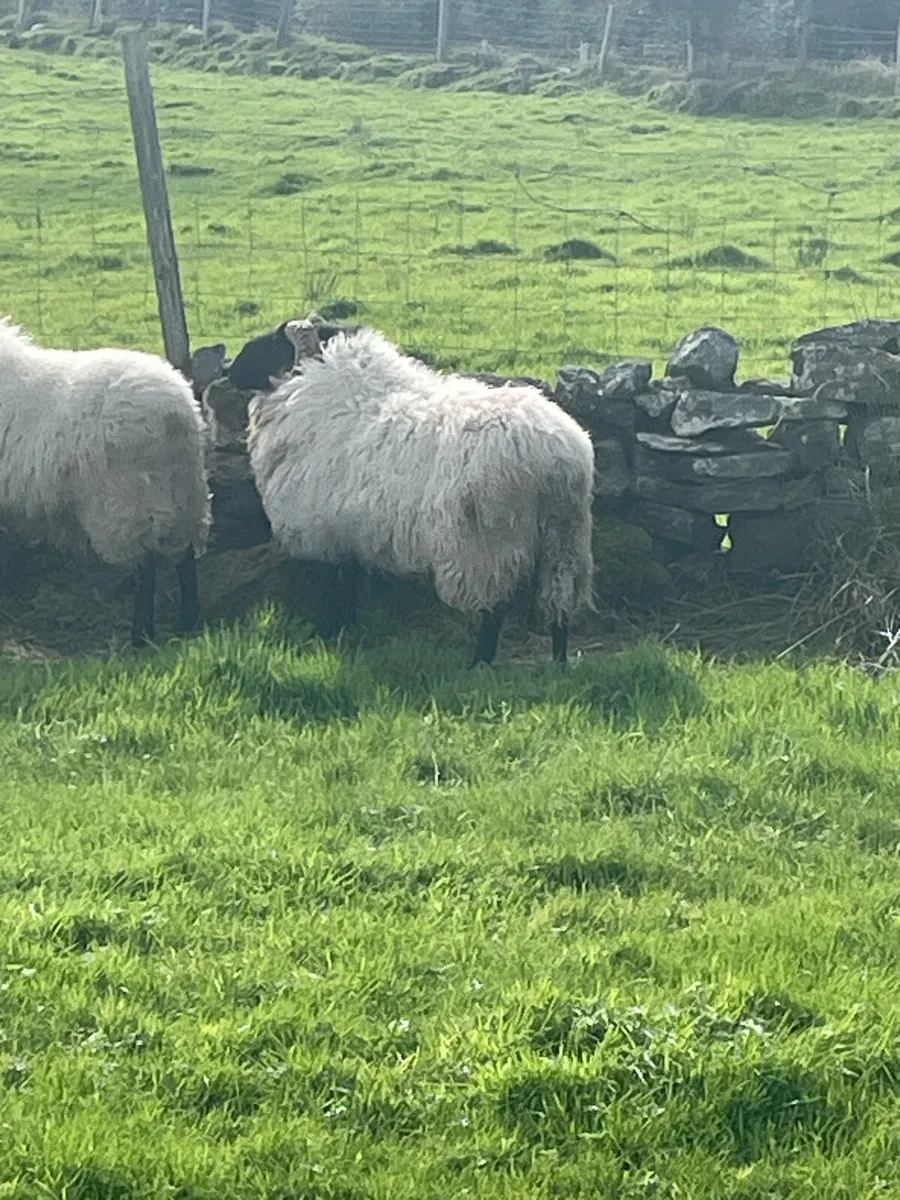 Hoggets - Image 4