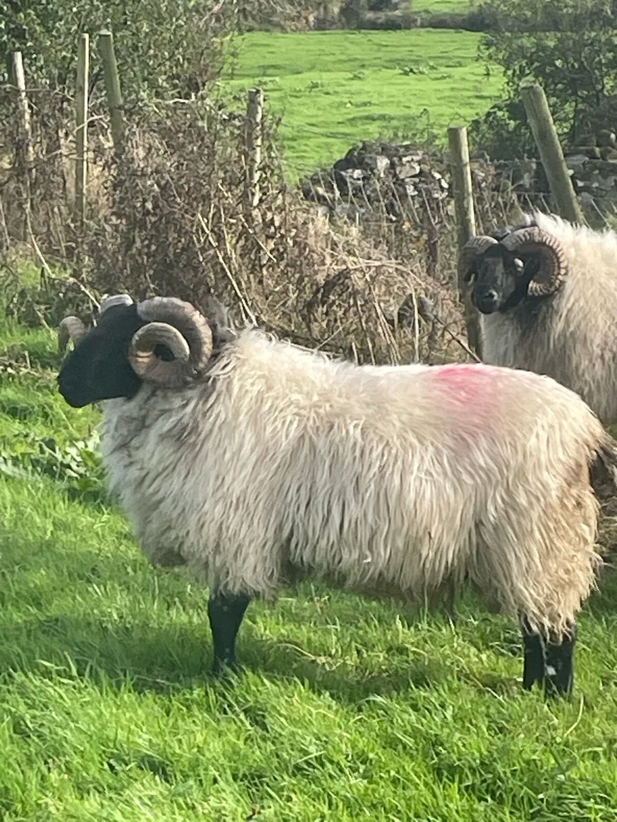 Hoggets - Image 3