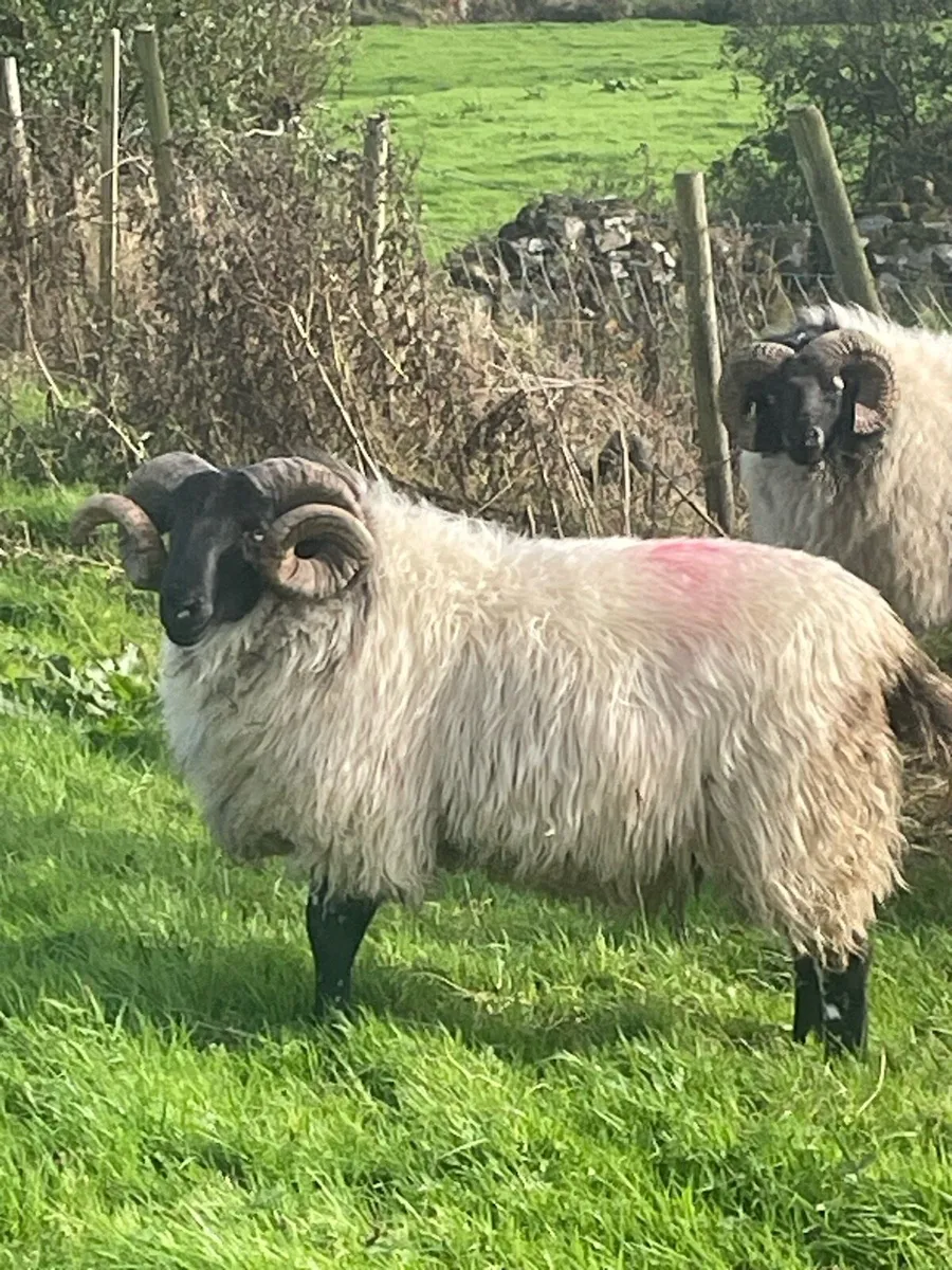 Hoggets - Image 1