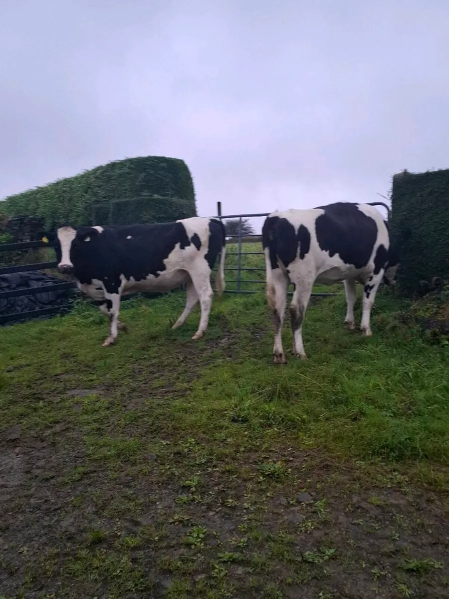 In Calf Hefiers - Image 3