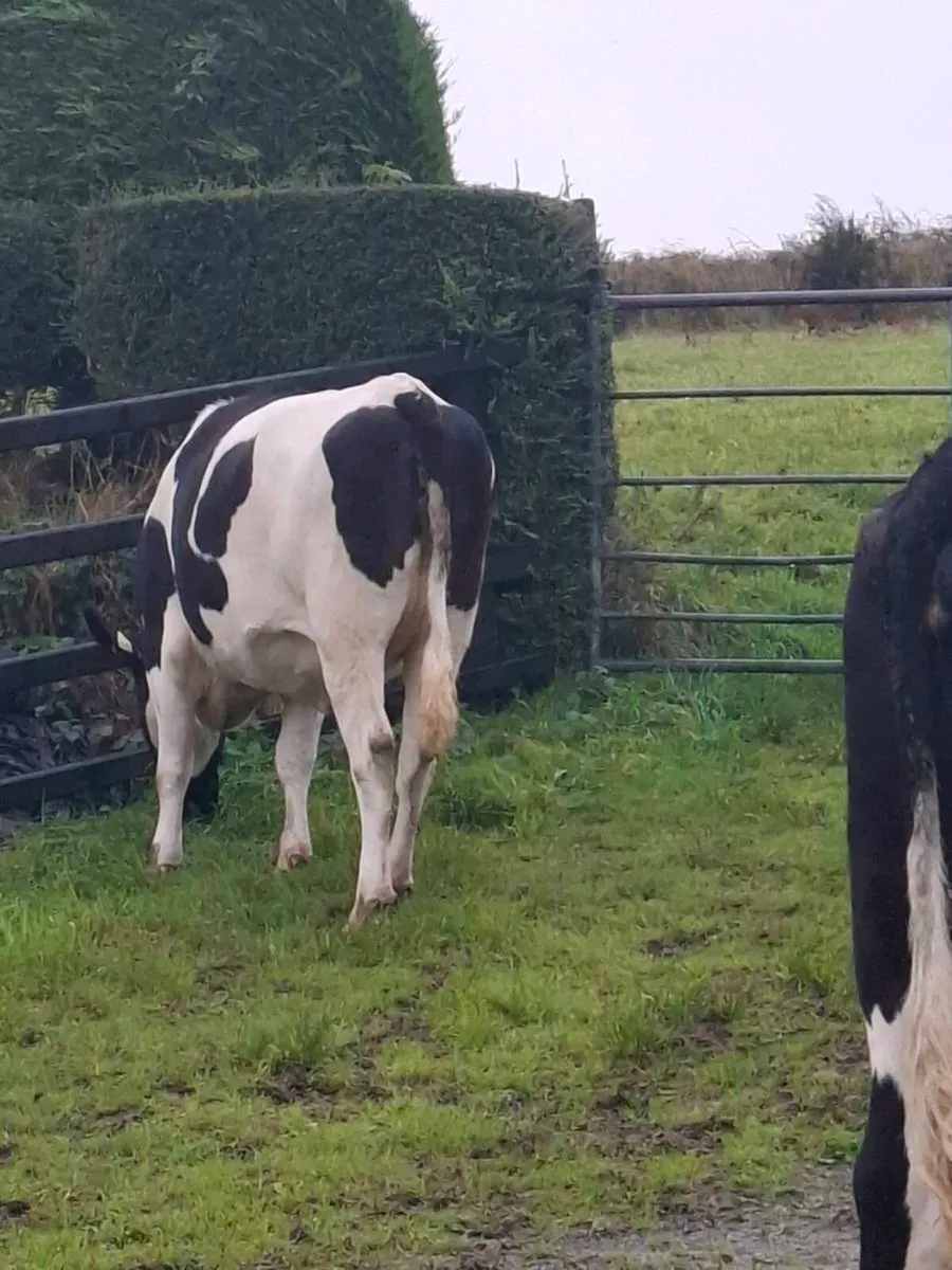 In Calf Hefiers - Image 4