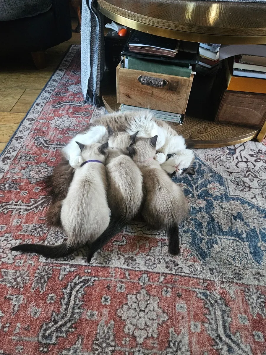 Ragdoll kittens - Image 3