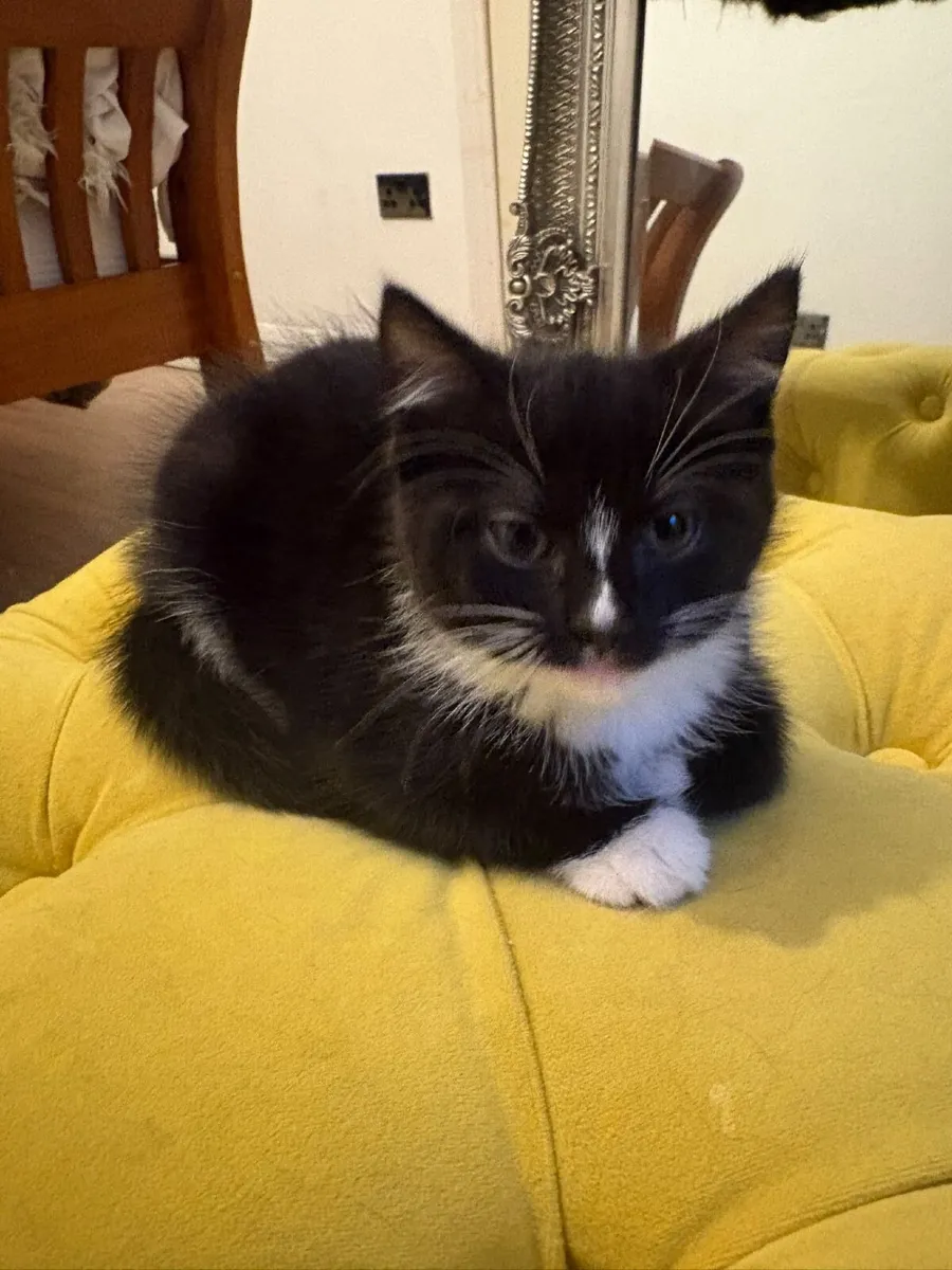 Cross siberian kittens - Image 4