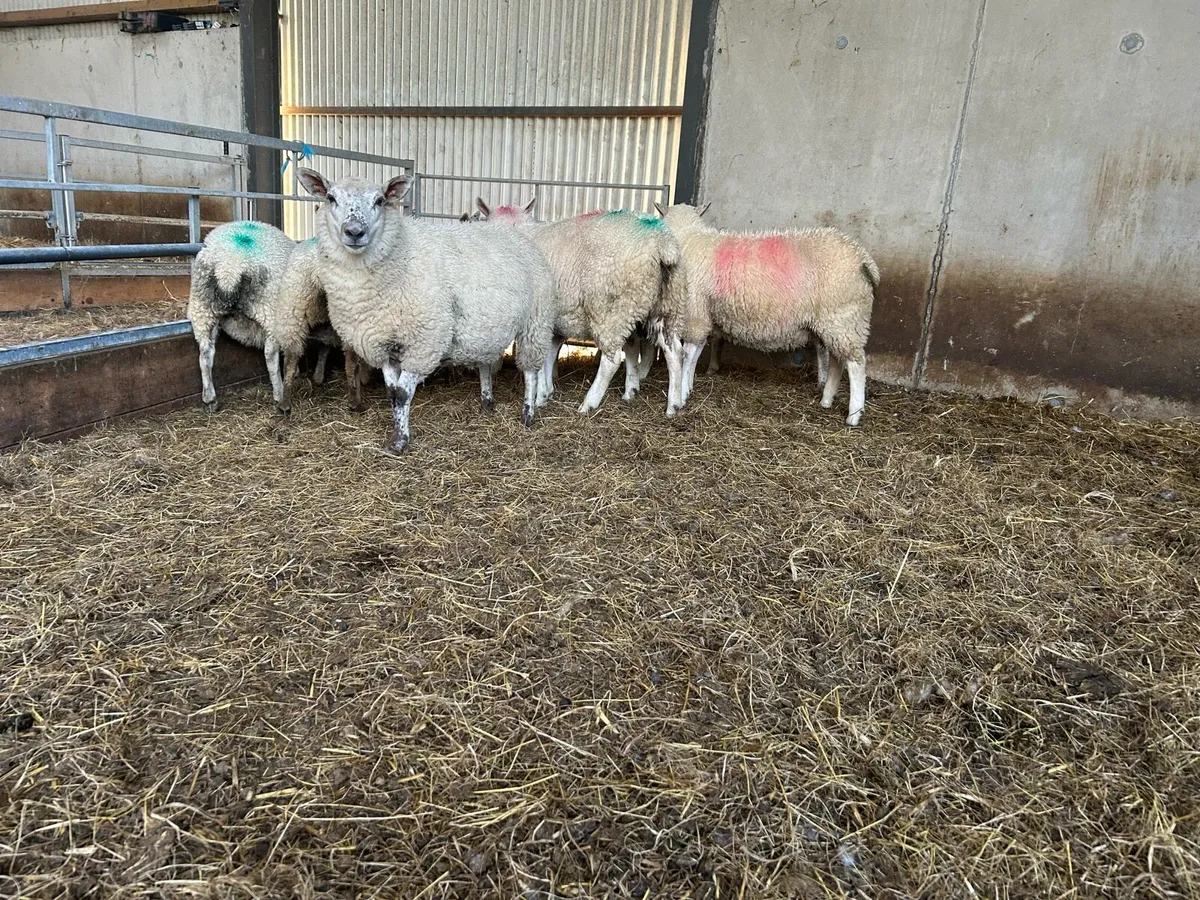 Ewe lambs - Image 2