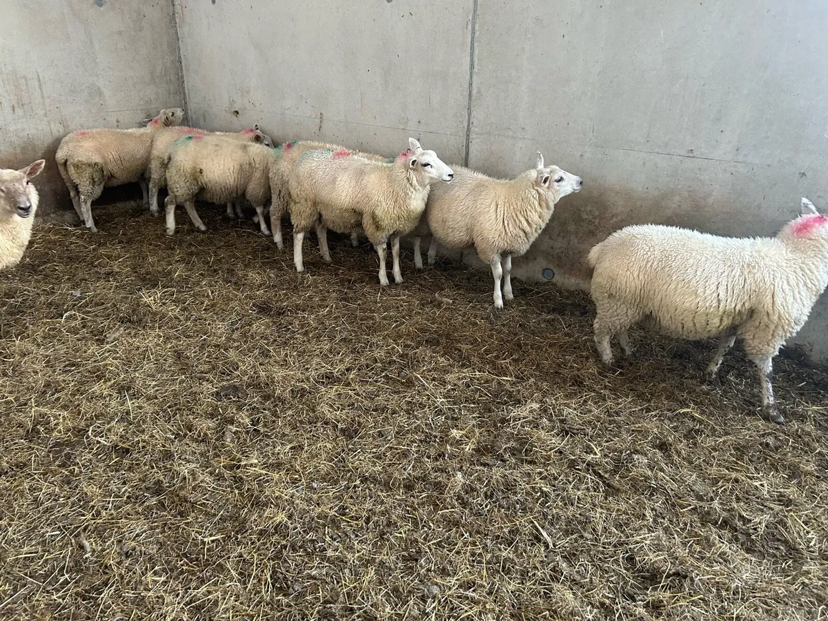 Ewe lambs - Image 3