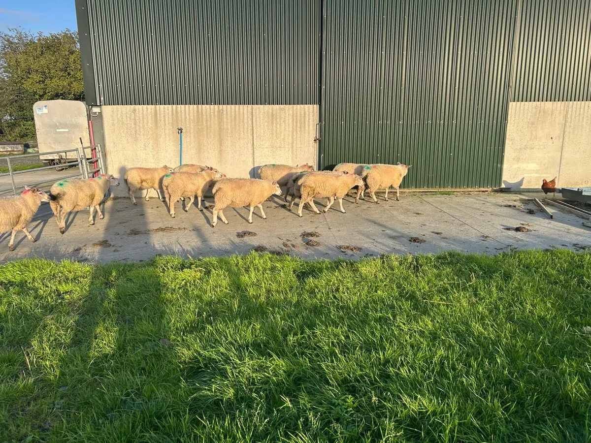 Ewe lambs - Image 4