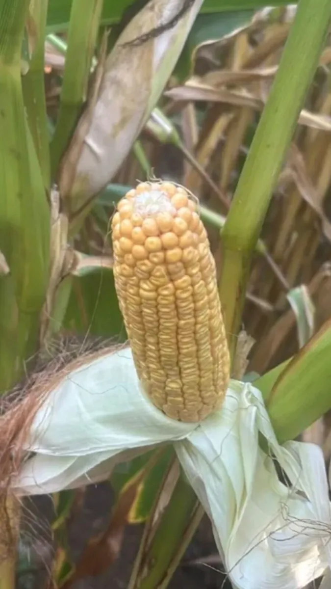 MAIZE FOR SALE - Image 2