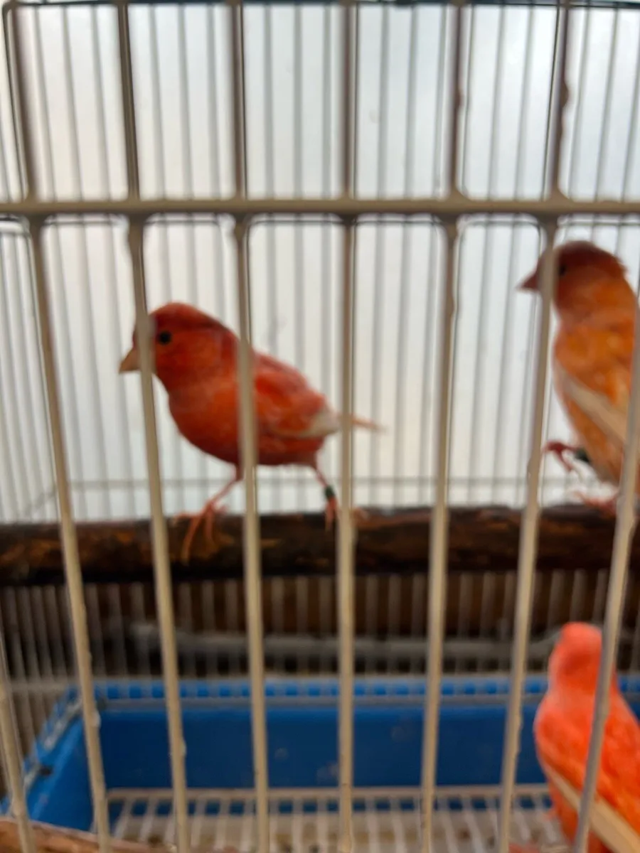 Red factor canary - Image 3