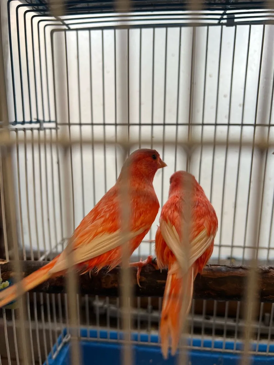 Red factor canary - Image 2