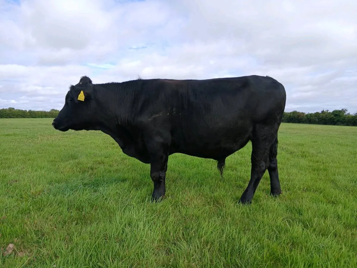 Angus bullocks - Image 1