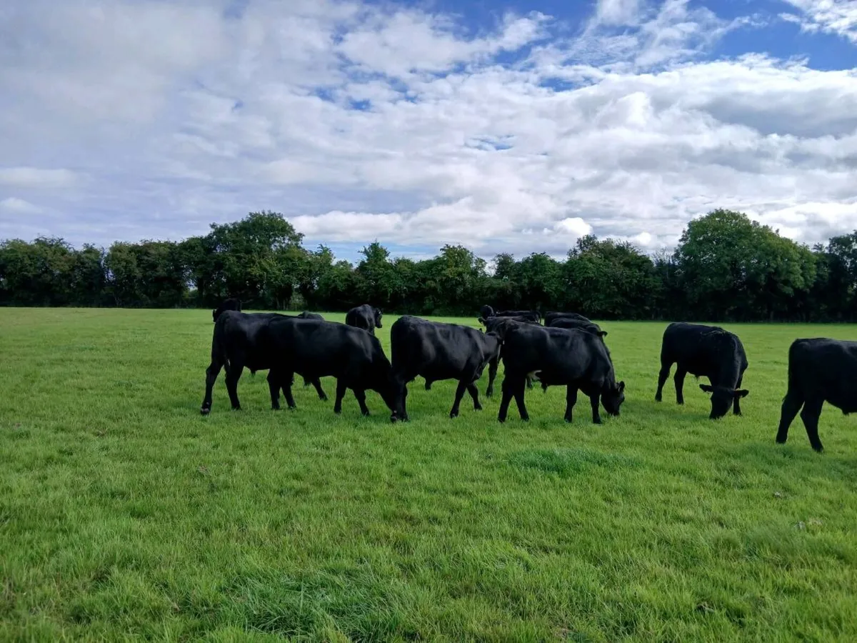 Angus bullocks - Image 2