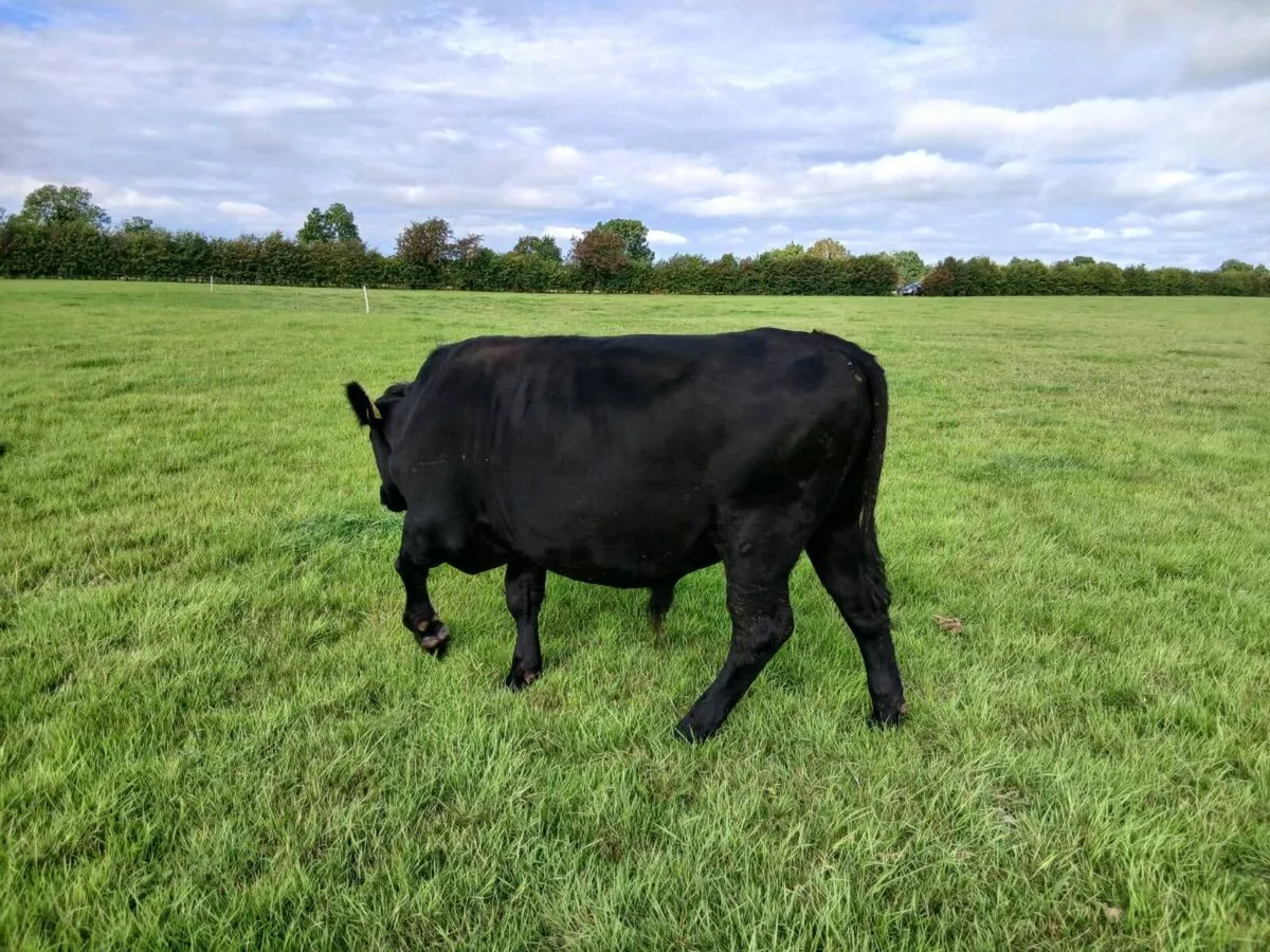 Angus bullocks - Image 3