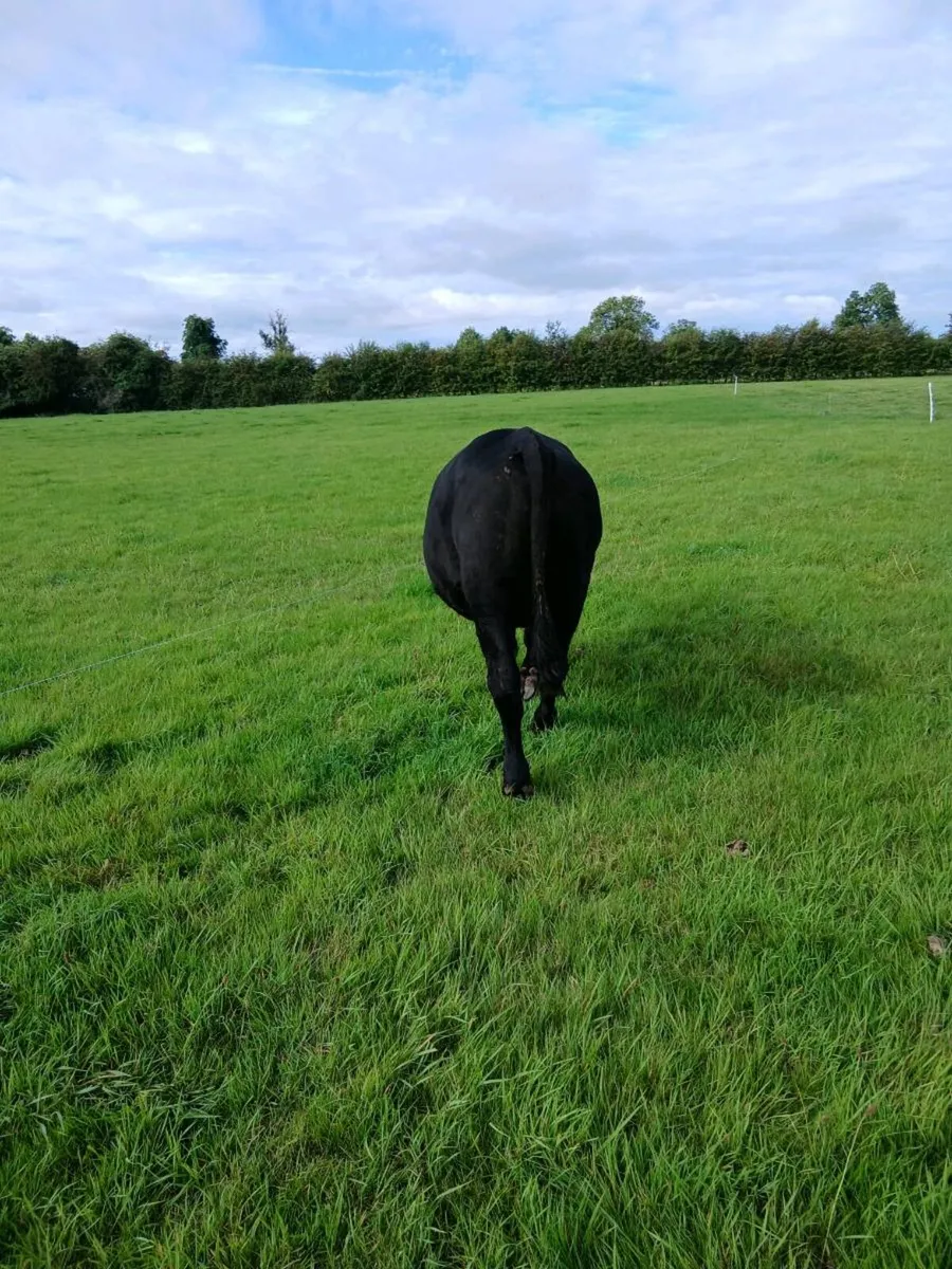Angus bullocks - Image 4