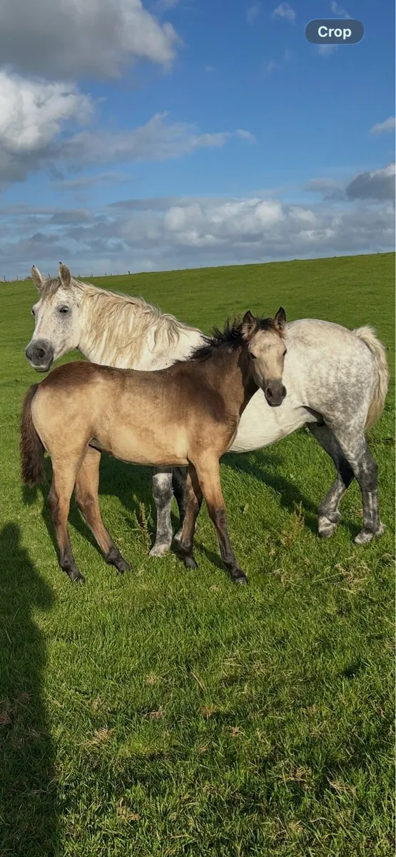 Registered Connemara Filly Foal - Image 1
