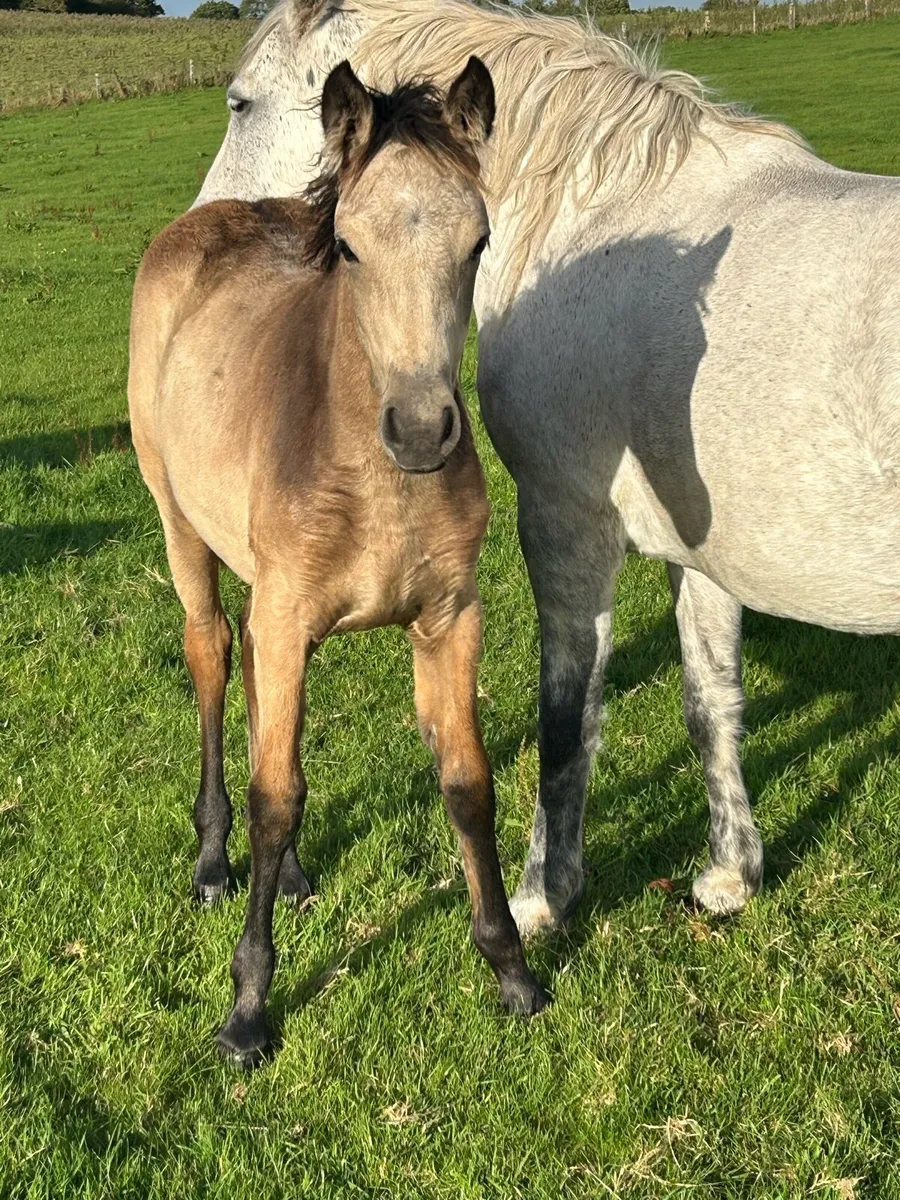 Registered Connemara Filly Foal - Image 2
