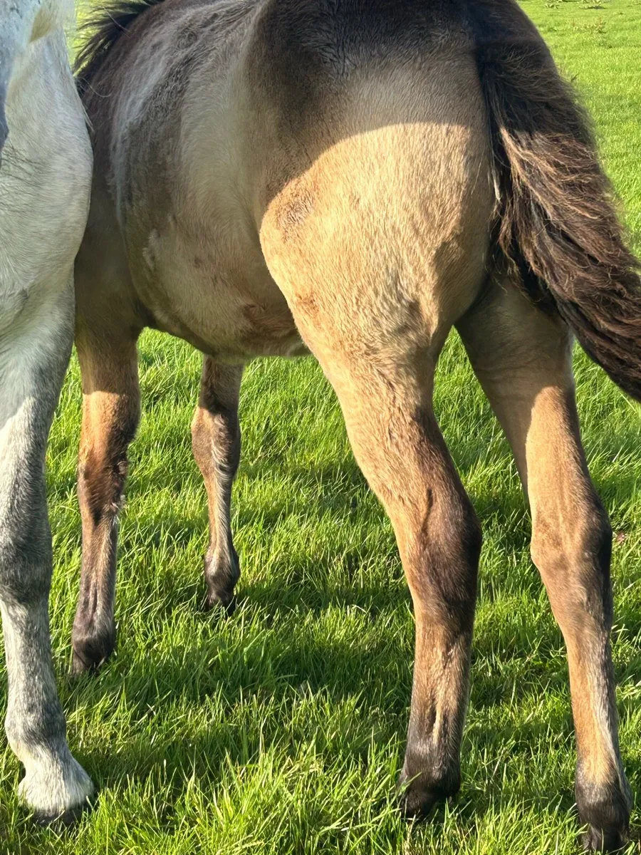 Registered Connemara Filly Foal - Image 3
