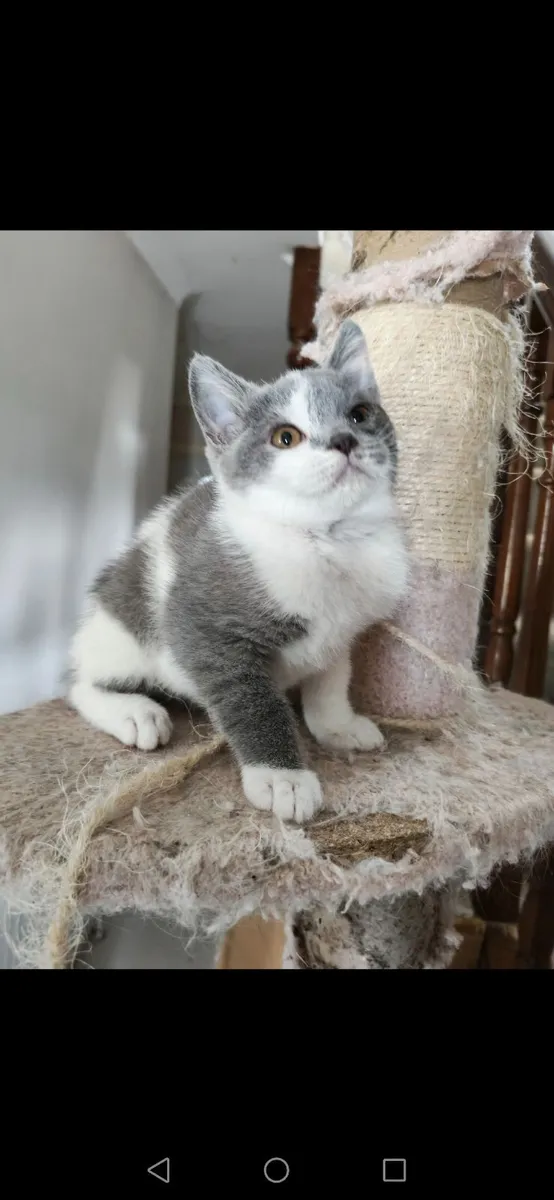 British Shorthair Kittens - Image 1