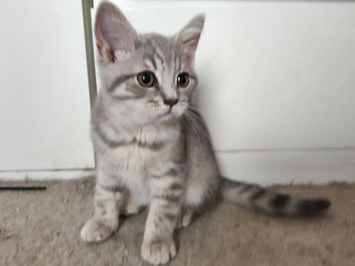 British Shorthair Kittens - Image 2