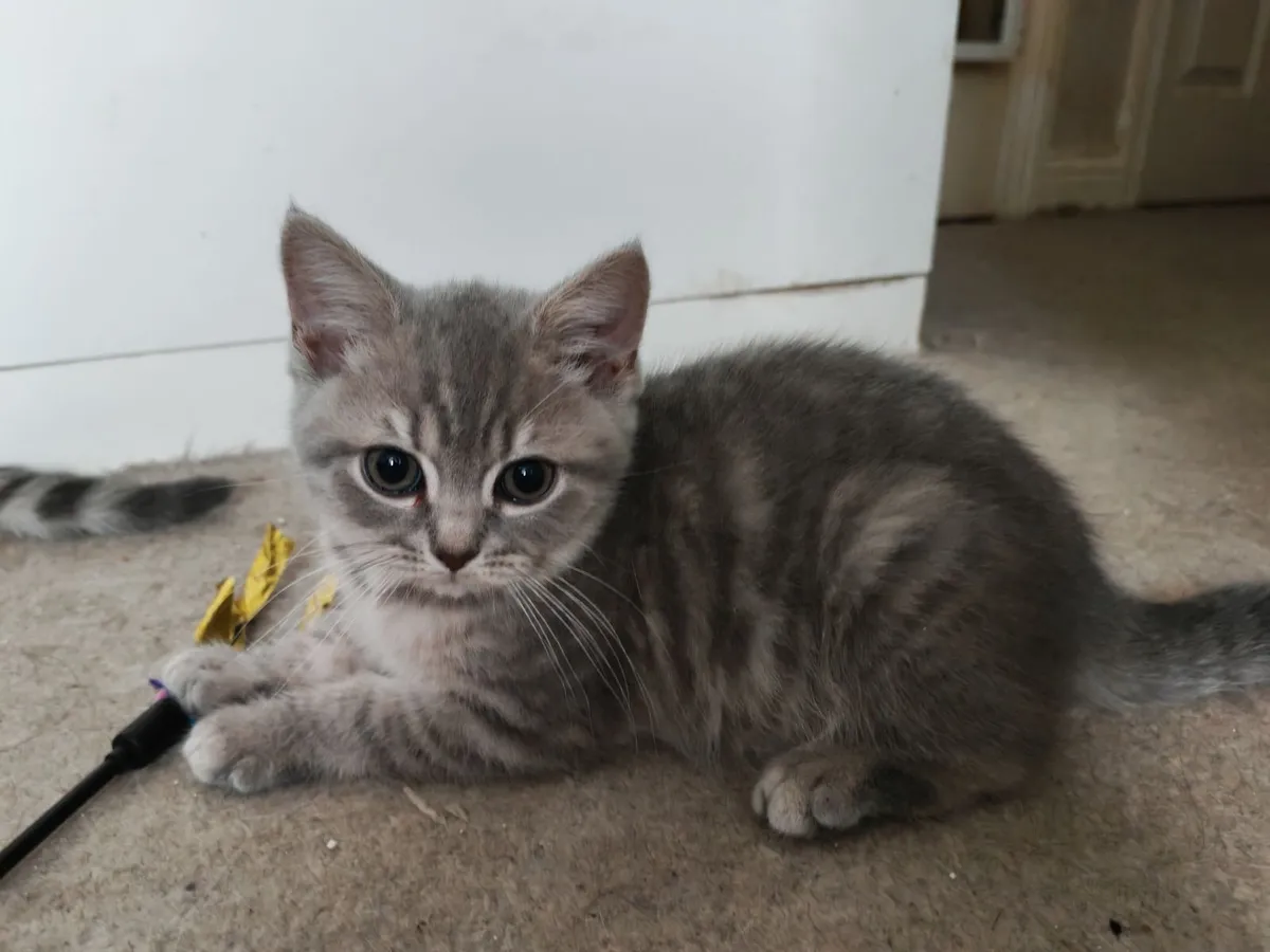 British Shorthair Kittens - Image 4