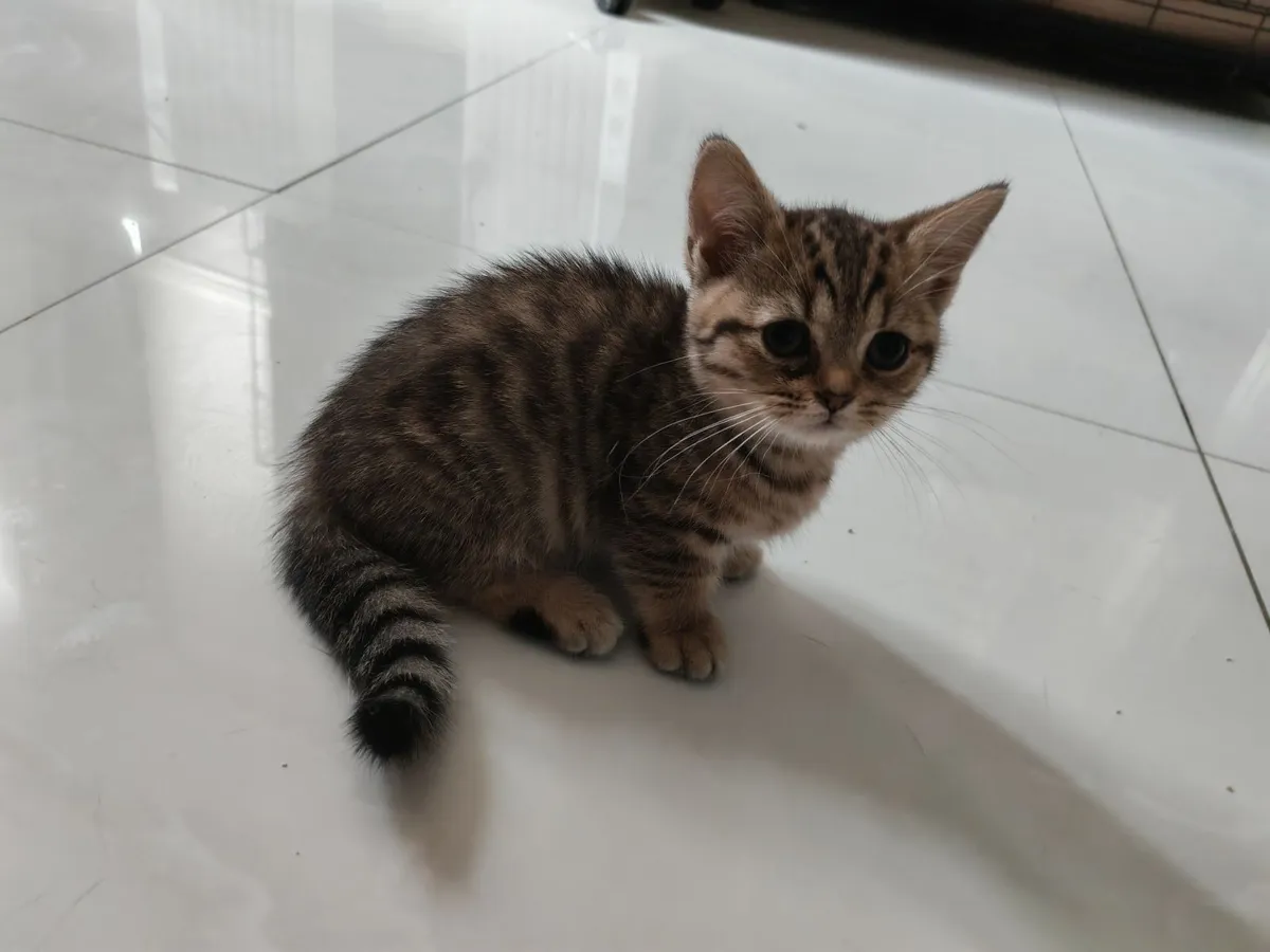 British Shorthair Kittens - Image 3