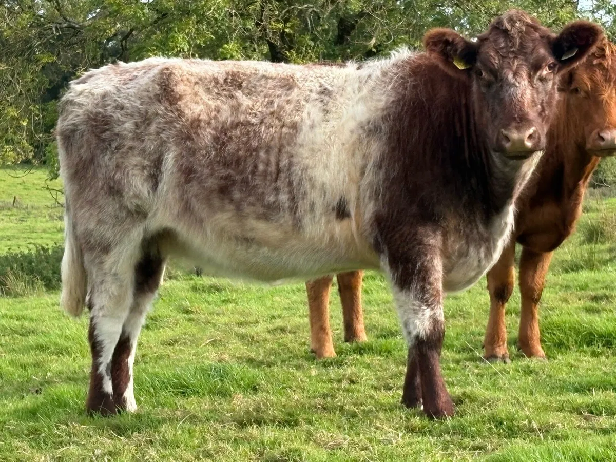 3 smashing shorthorn spring calving cows - Image 1