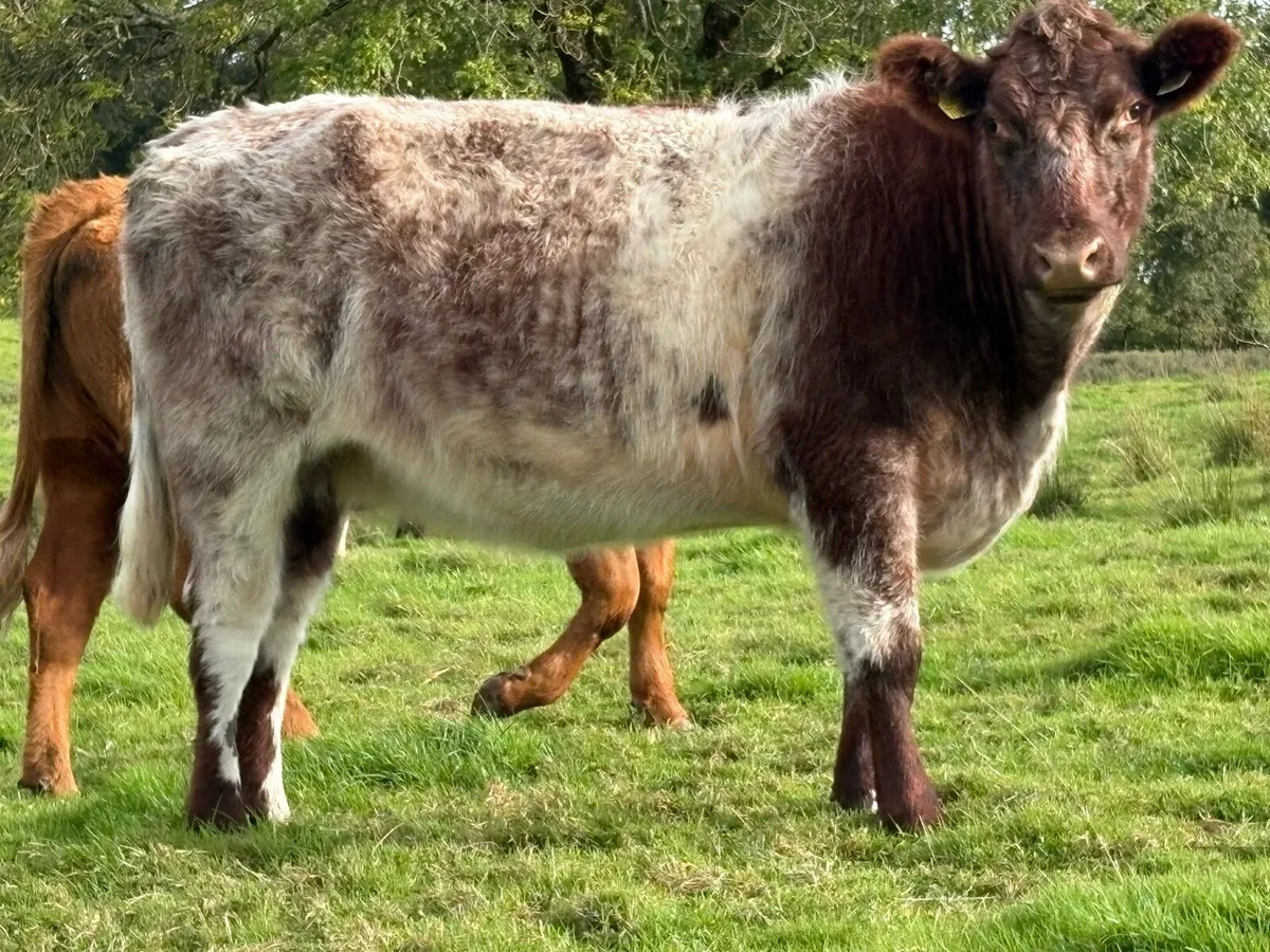 3 smashing shorthorn spring calving cows - Image 2