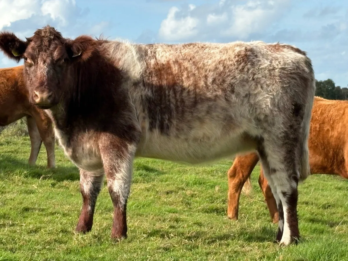 3 smashing shorthorn spring calving cows - Image 3