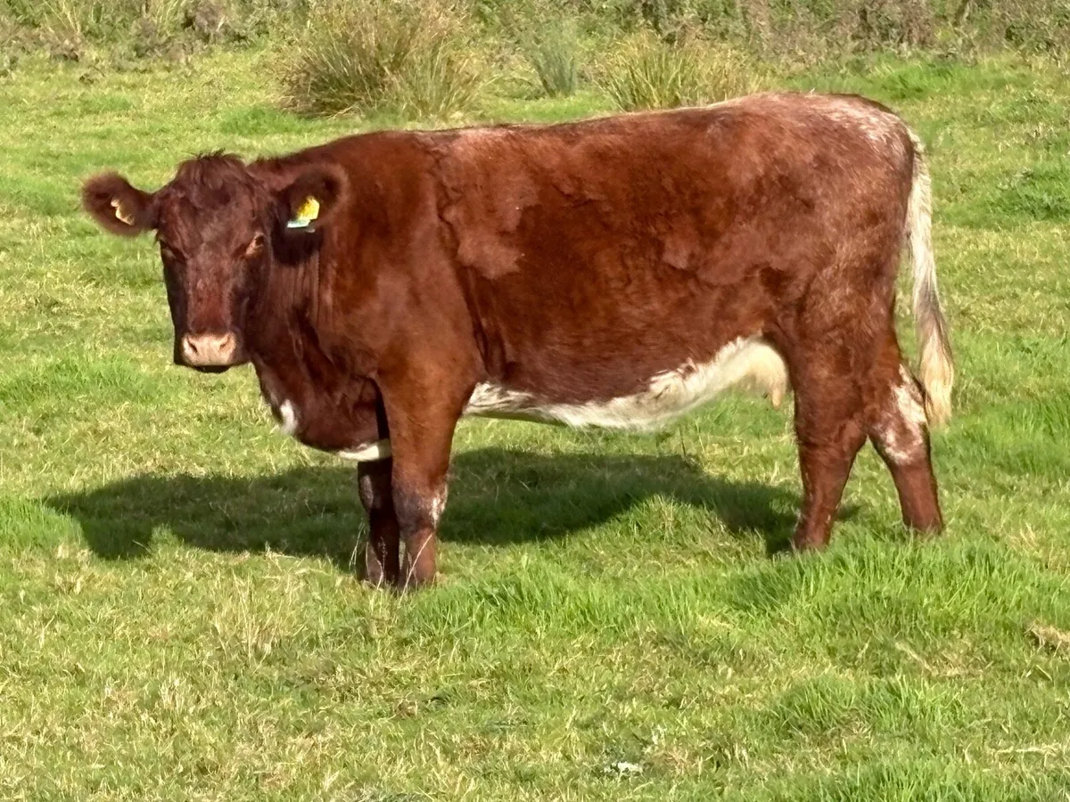 3 smashing shorthorn spring calving cows - Image 4