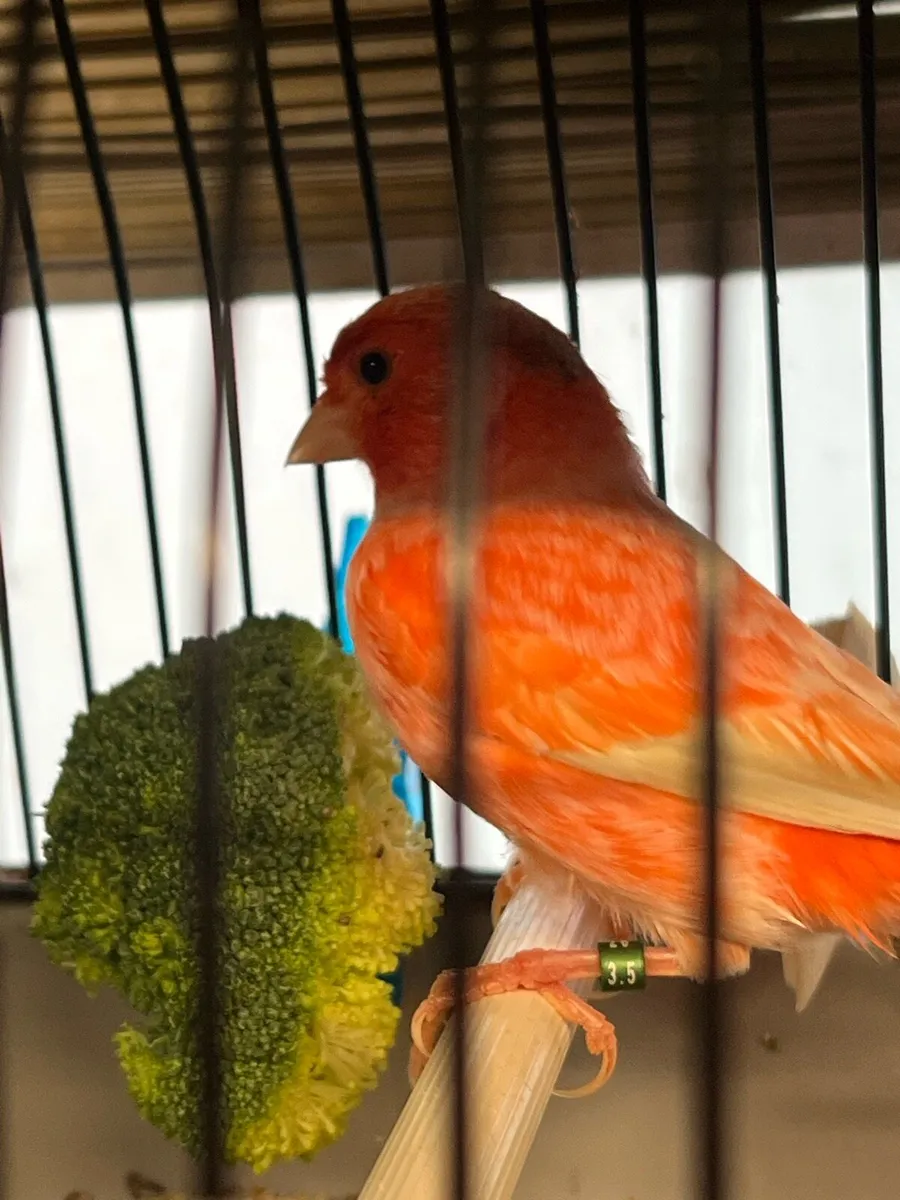Red factor canary - Image 1