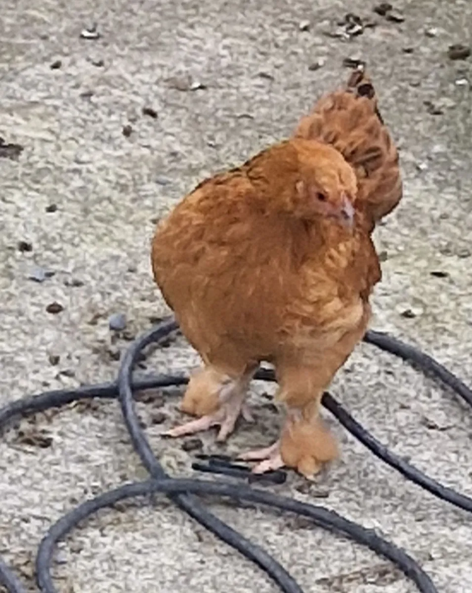 Bantams - Image 3