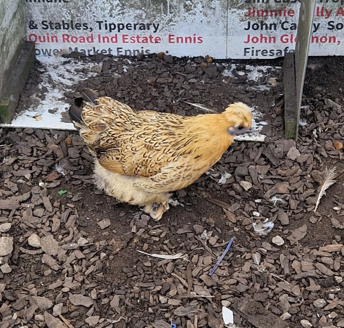 Bantams - Image 2
