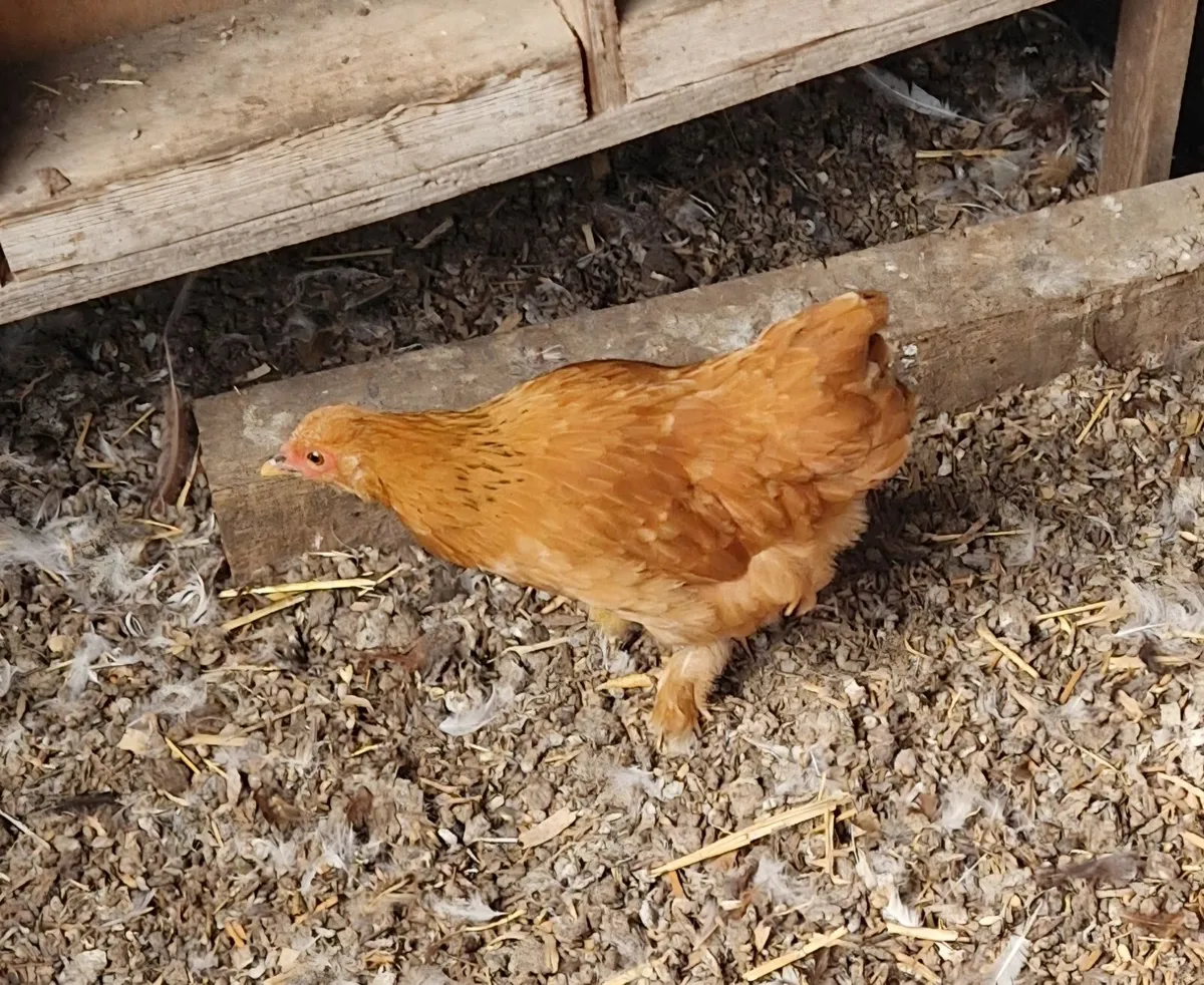Bantams - Image 4
