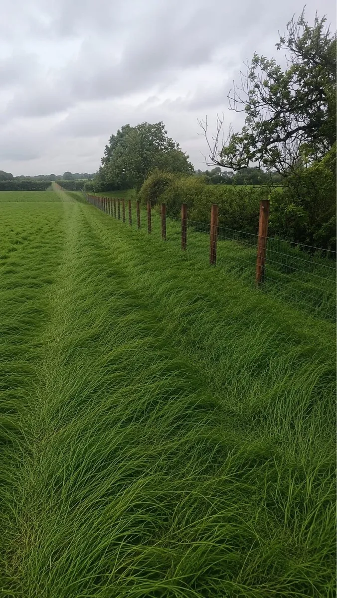 Fencing - Image 1