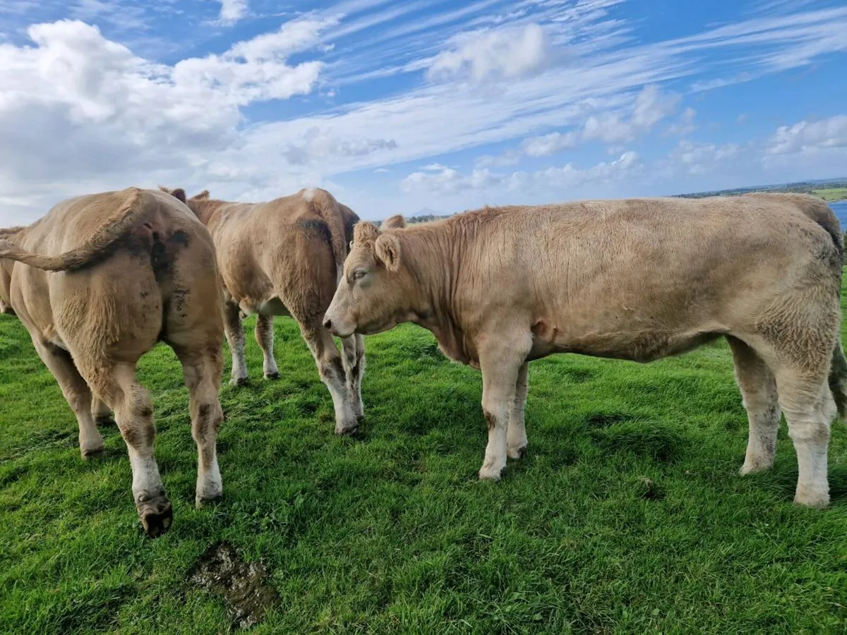 Springer heifers - Image 1