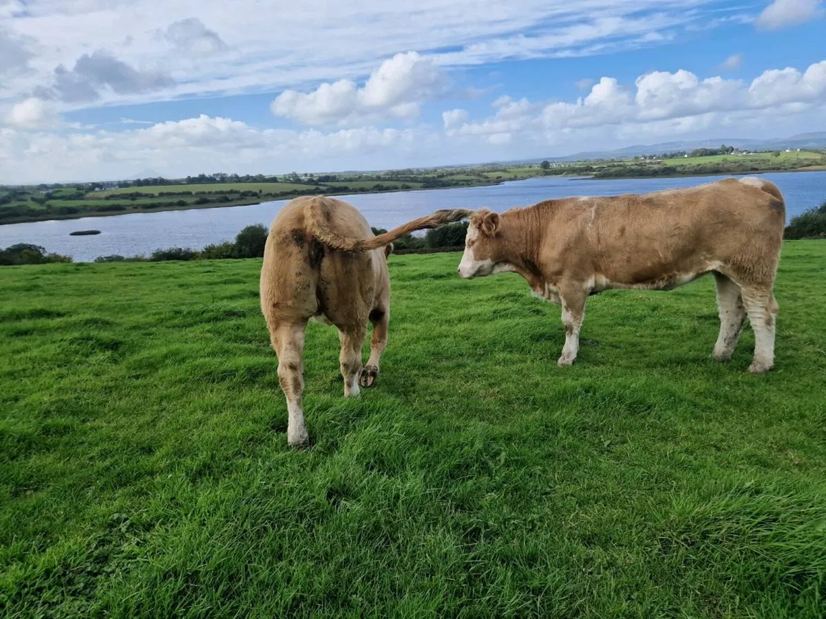Springer heifers - Image 2