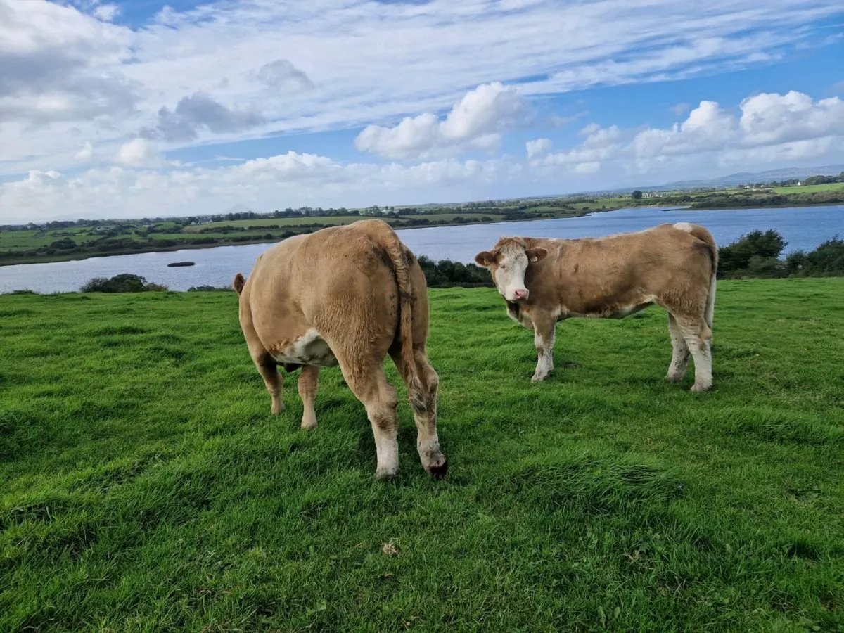 Springer heifers - Image 3