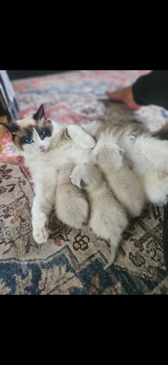 Ragdoll kittens - Image 4