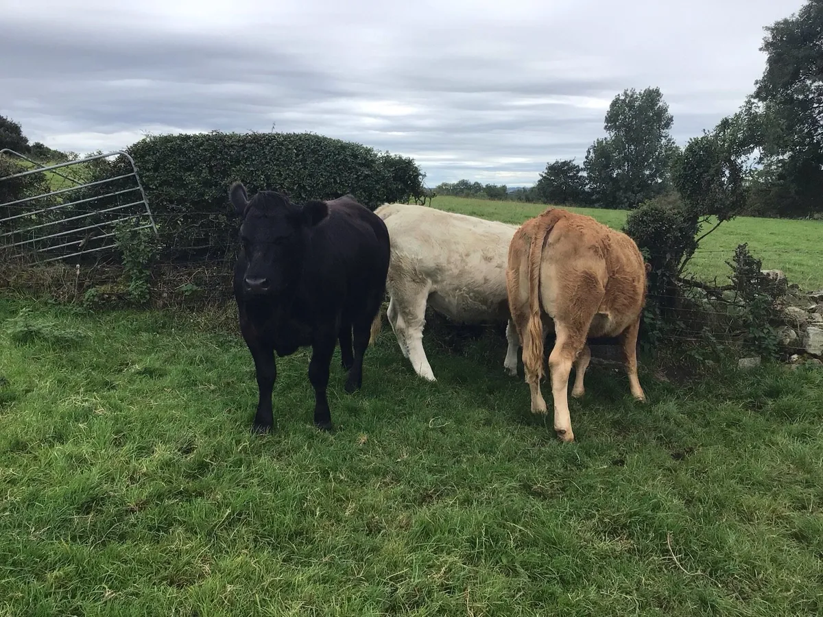 Heifers - Image 3