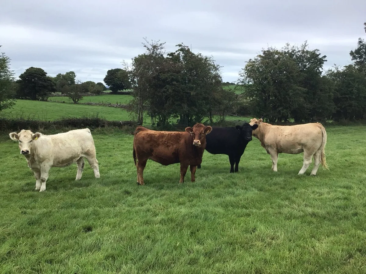 Heifers - Image 4