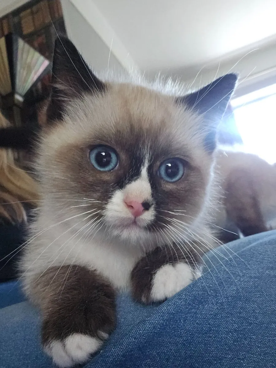 Ragdoll kittens - Image 3