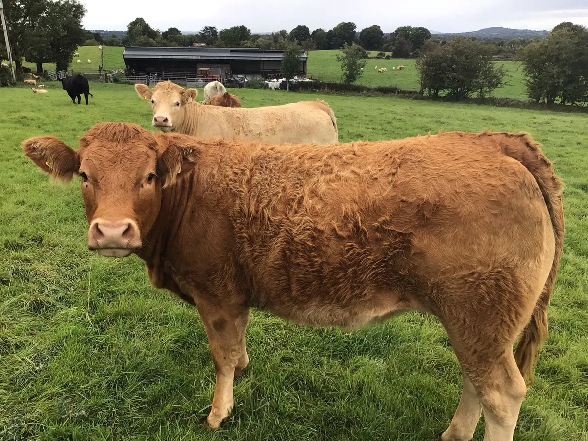 Heifers - Image 1