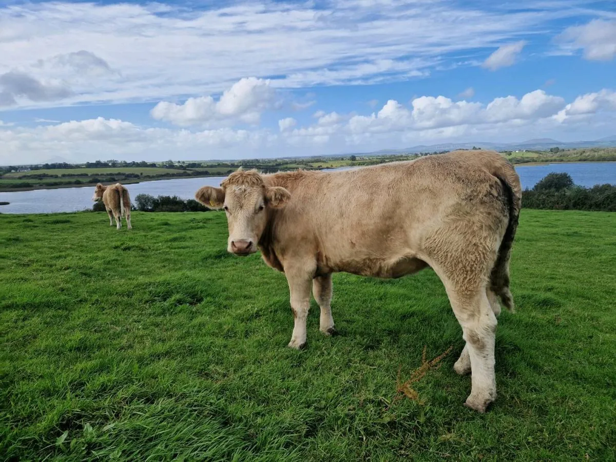 Springer heifers - Image 4