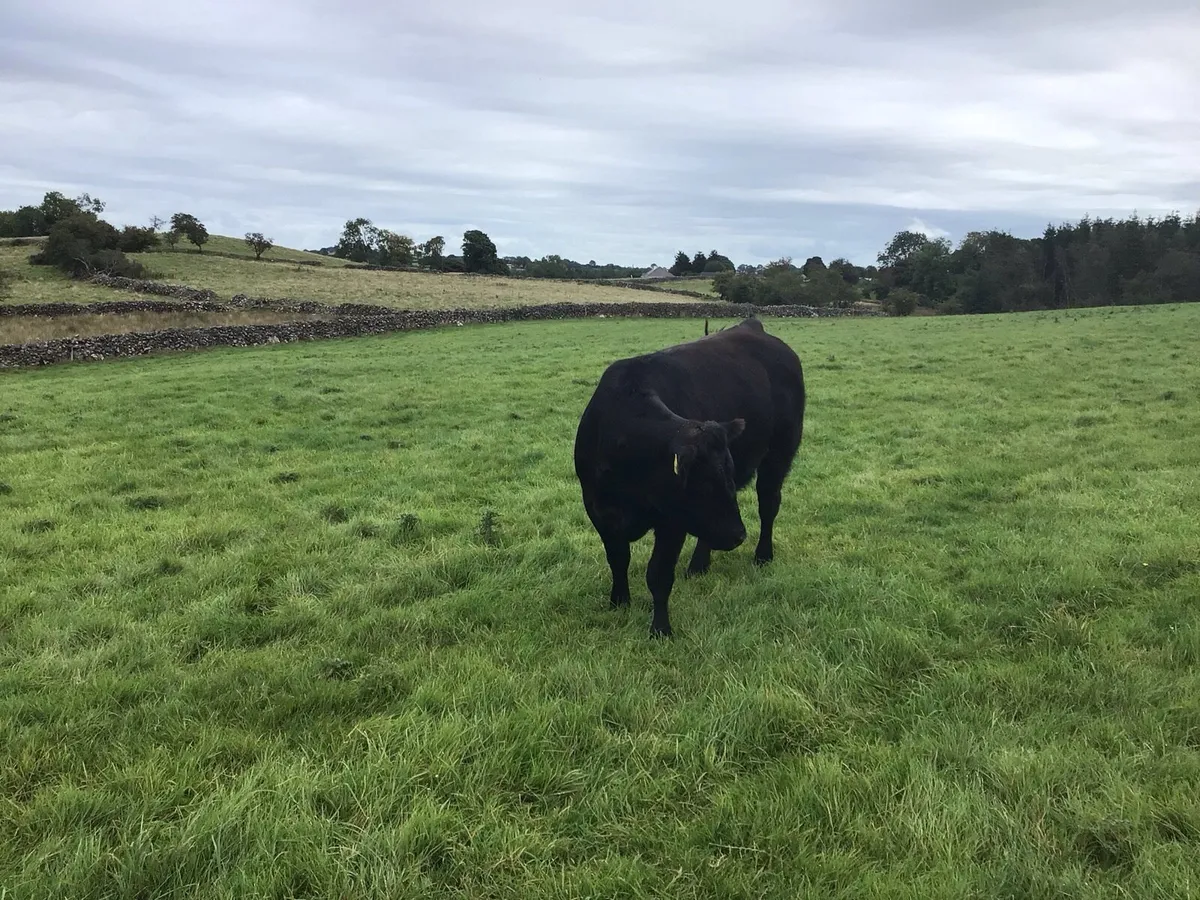 Heifers - Image 2
