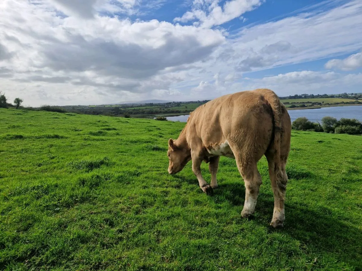 Springer heifers - Image 4