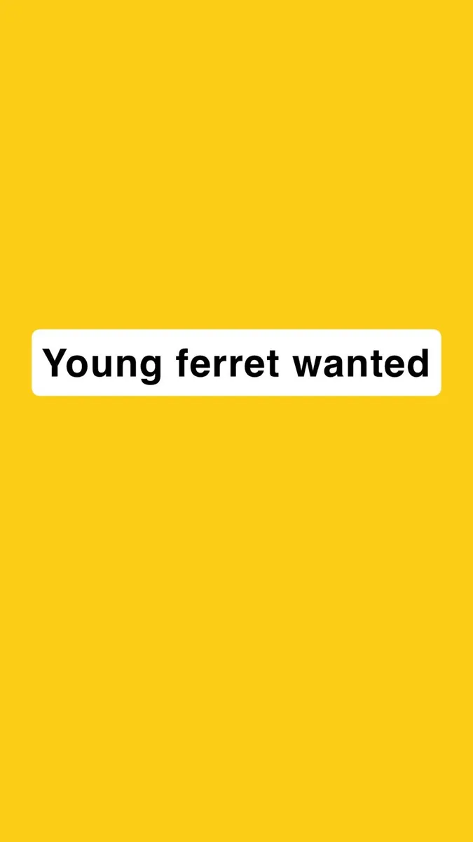 Ferret