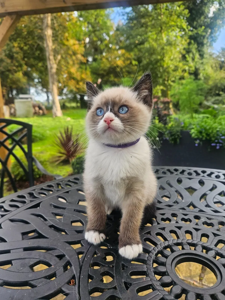 Ragdoll kittens - Image 2