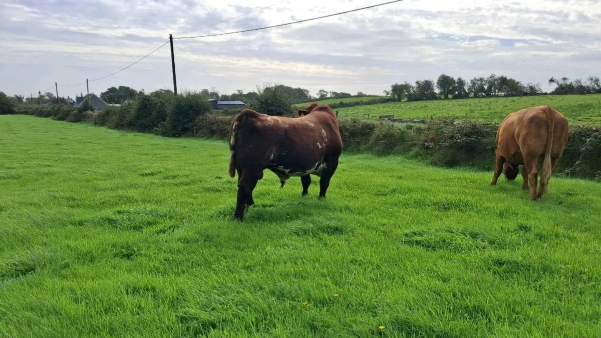 PBR Shorthorn Bull - Image 2
